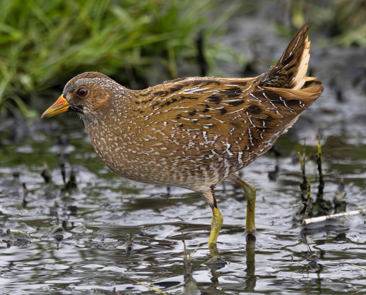 Spotted Crake - ML616583819