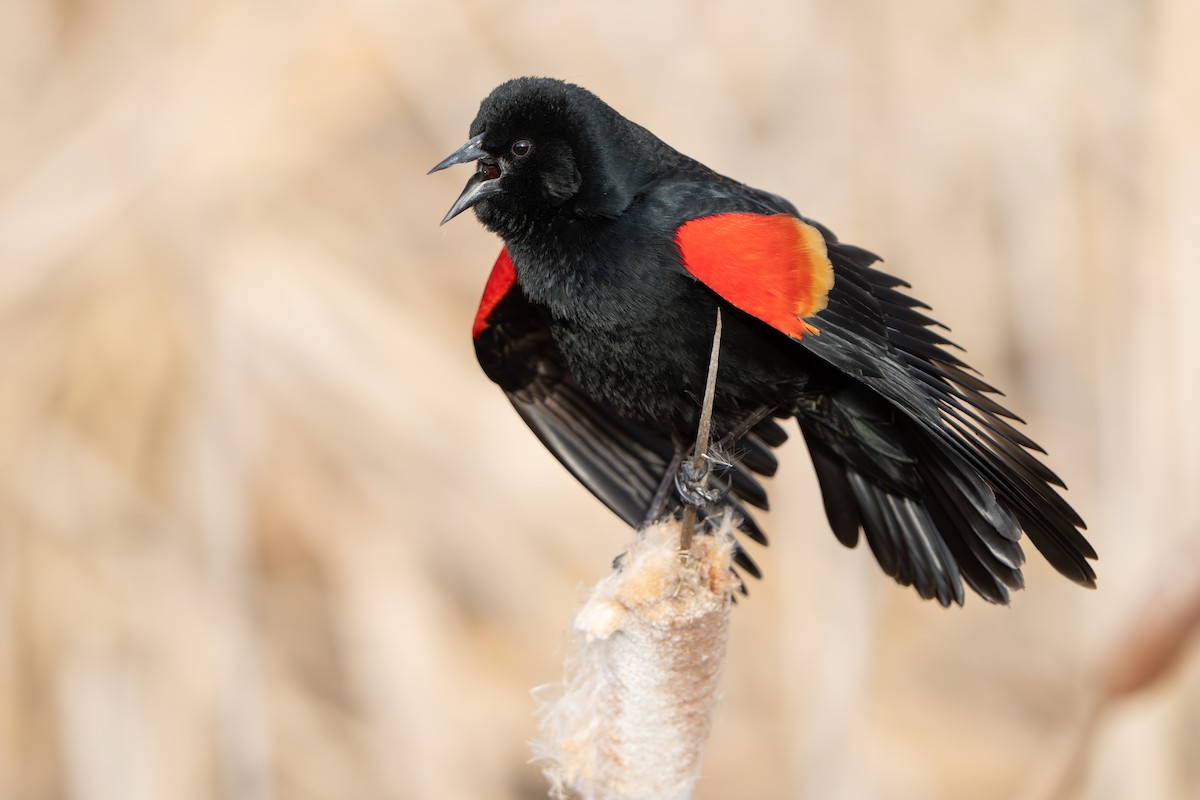 Red-winged Blackbird - ML616583826