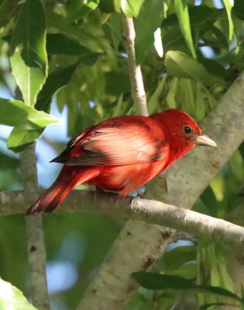 Summer Tanager - Michelle Cano 🦜