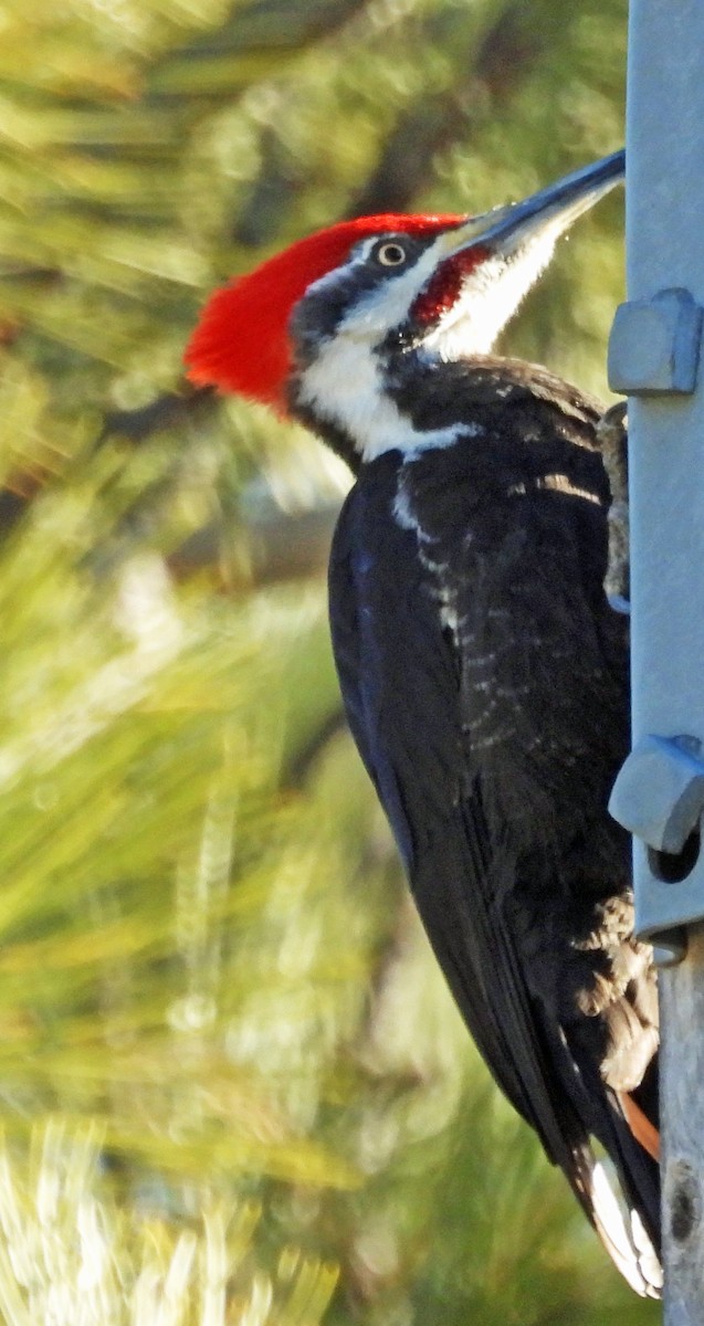 Pileated Woodpecker - ML616583859