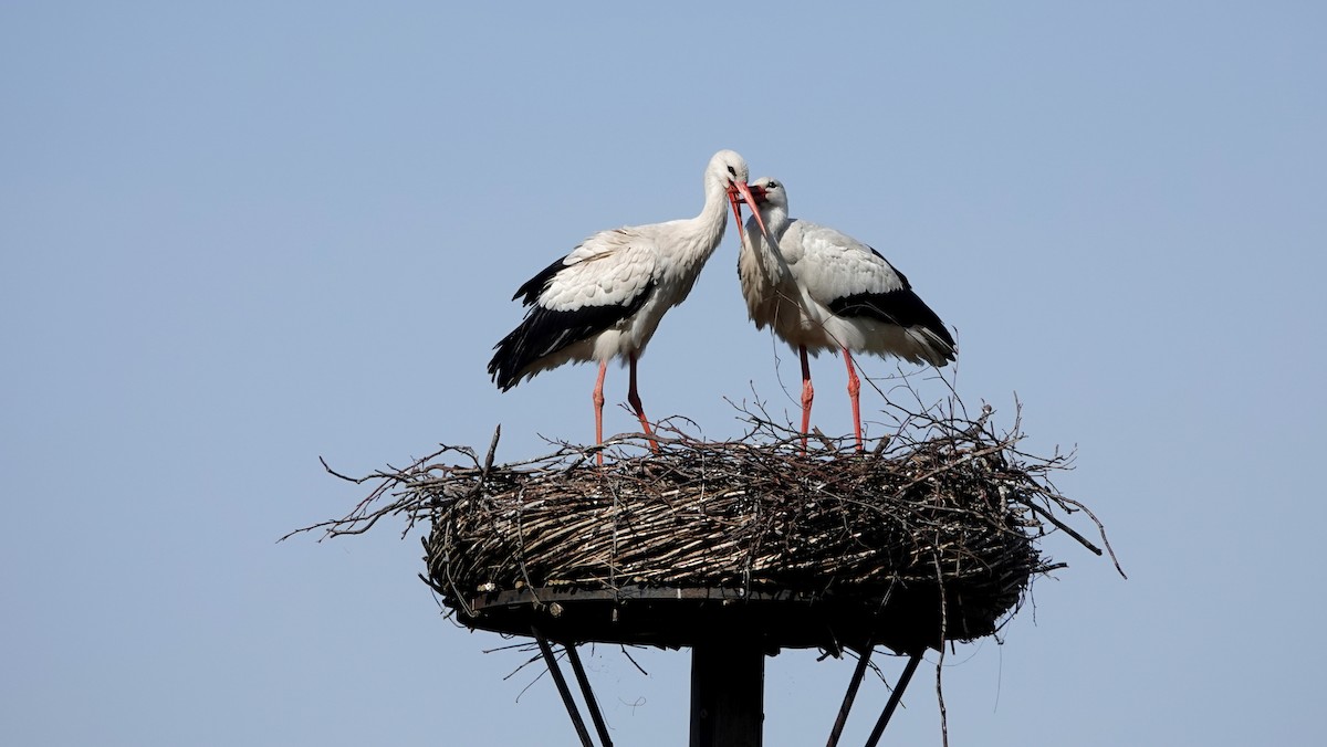 White Stork - R. van Trigt