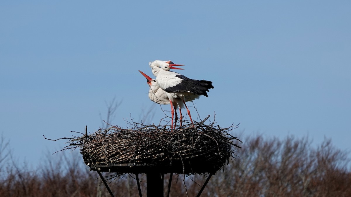 White Stork - R. van Trigt