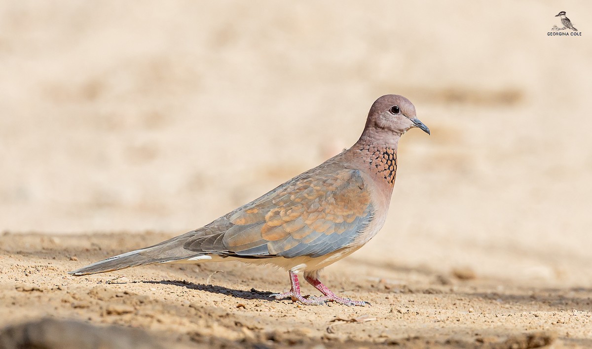 Laughing Dove - ML616583882