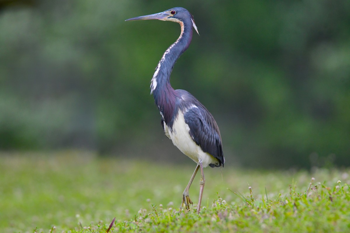 Tricolored Heron - Chaiby Leiman