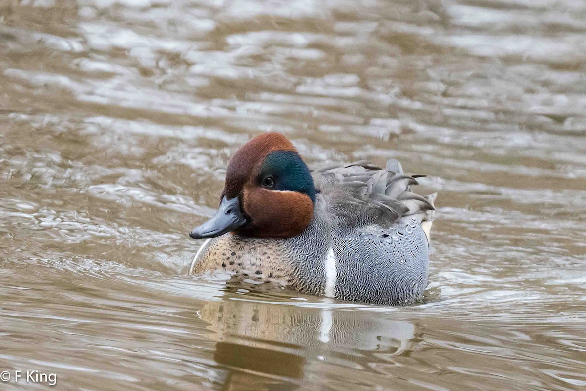 Green-winged Teal (American) - Frank King