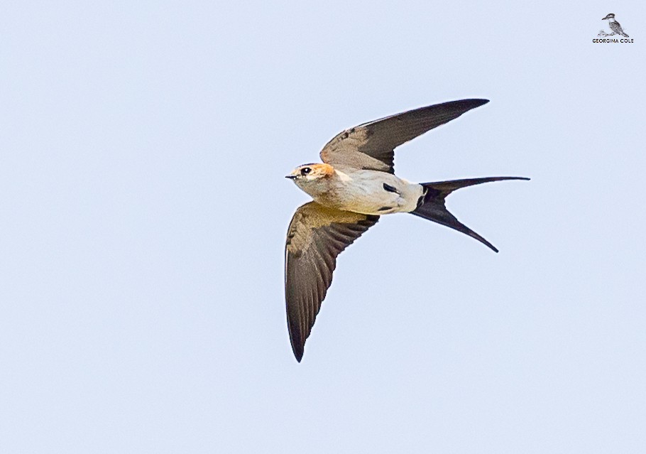 Red-rumped Swallow - ML616583960
