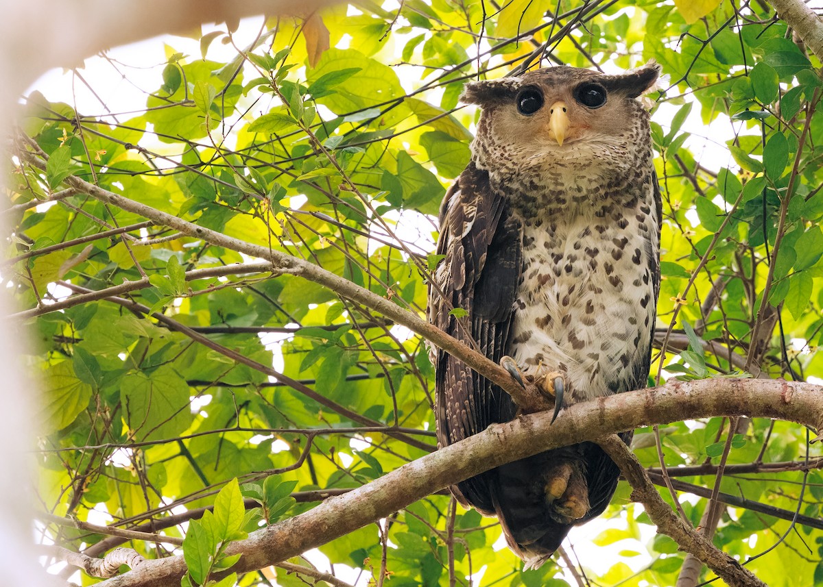 Spot-bellied Eagle-Owl - ML616584116