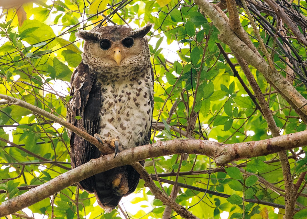 Spot-bellied Eagle-Owl - ML616584119