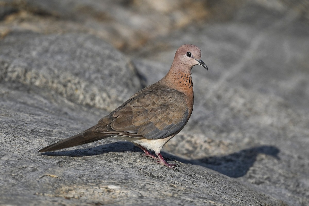 Laughing Dove - ML616584213
