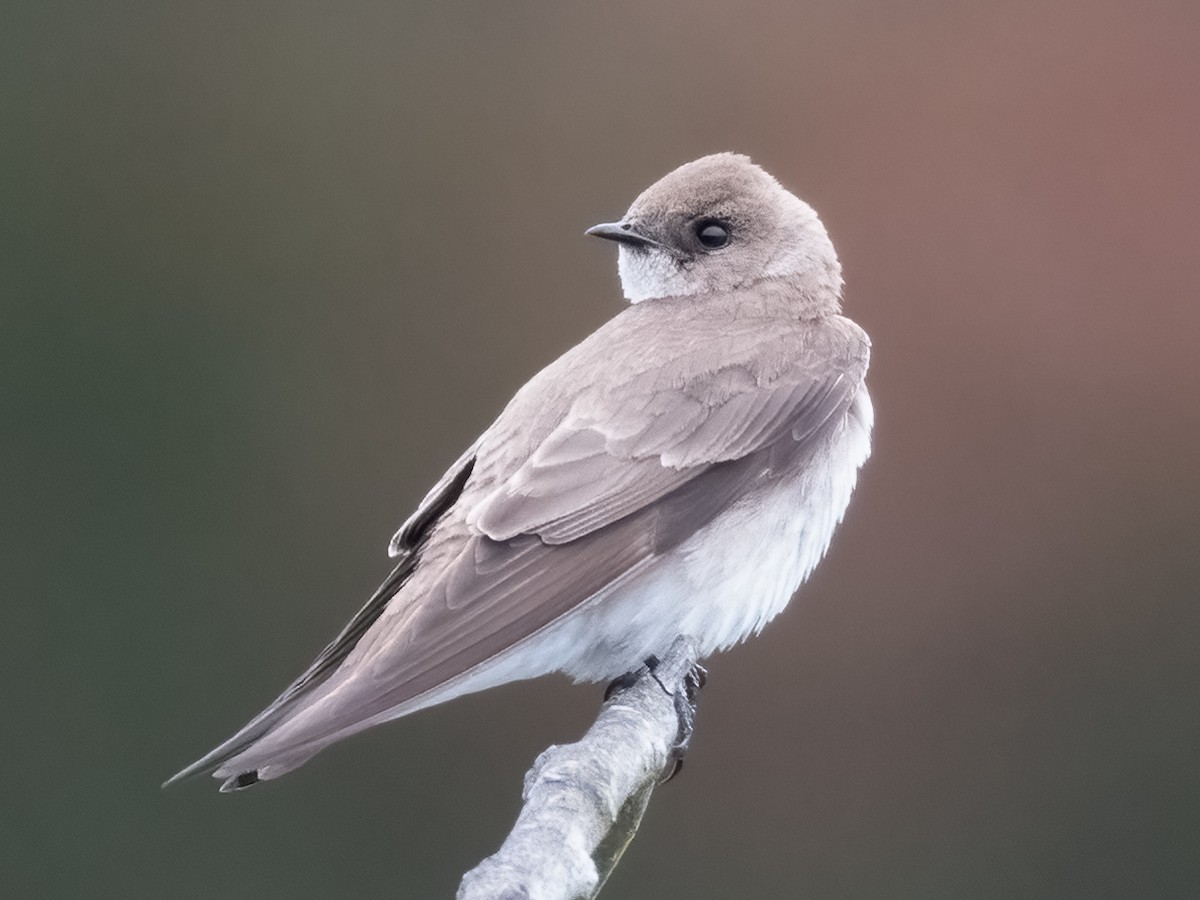 Northern Rough-winged Swallow - ML616584256