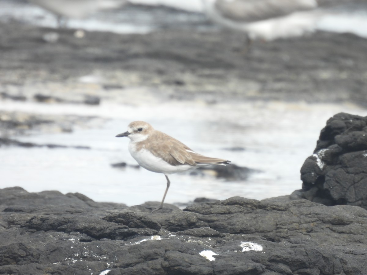 Greater Sand-Plover - Paul James