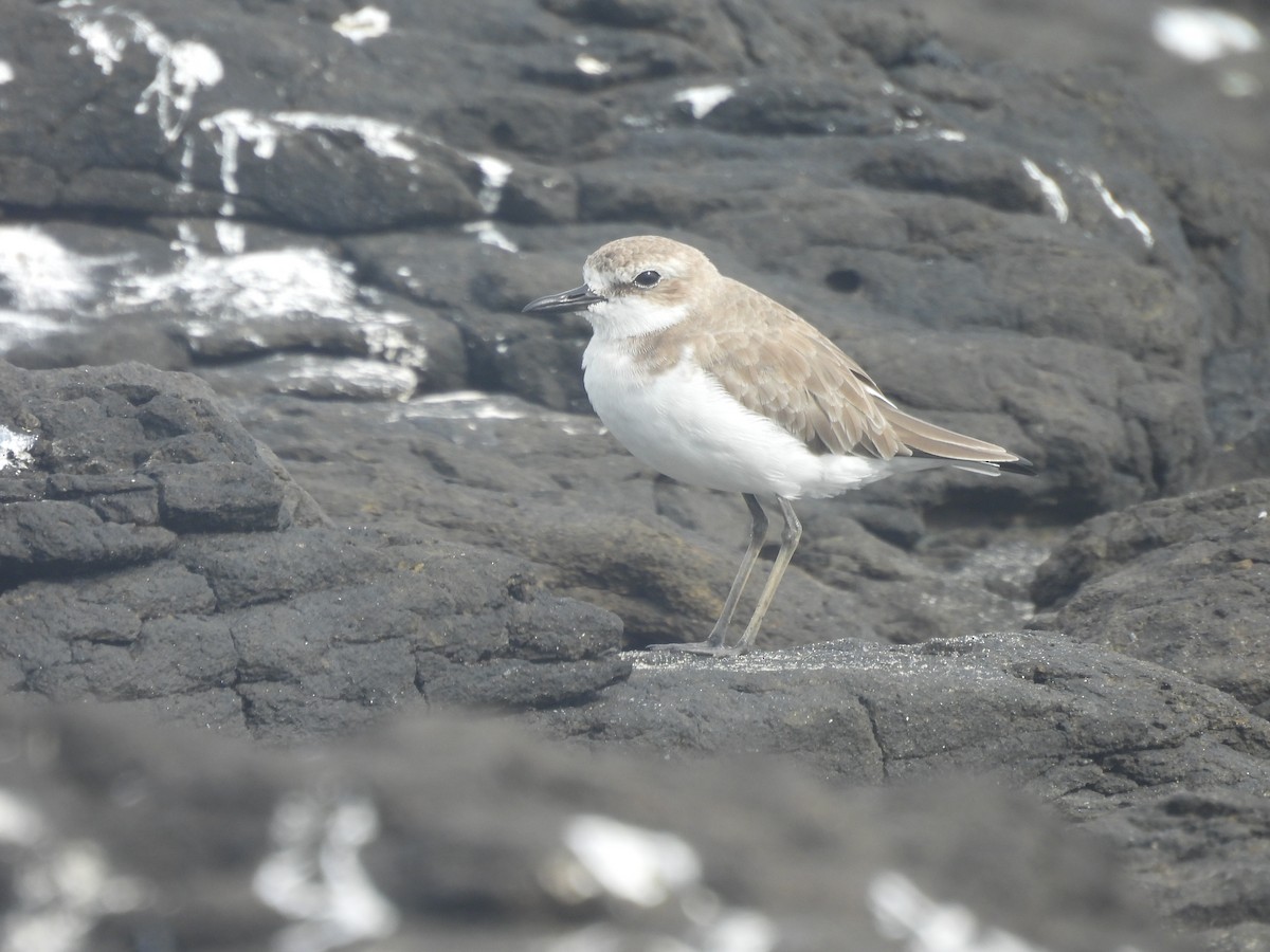 Greater Sand-Plover - Paul James