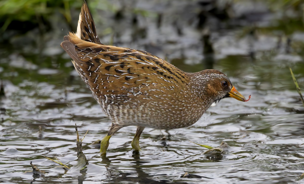 Spotted Crake - ML616584292