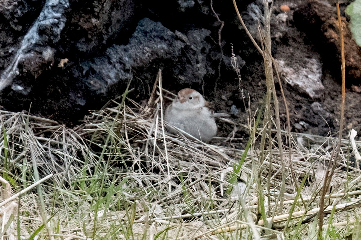 Field Sparrow - Sue Barth