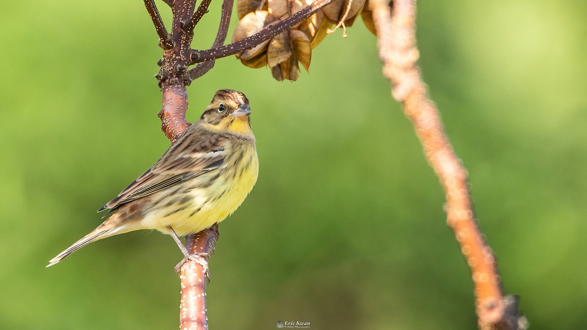 Yellow-breasted Bunting - ML616584380
