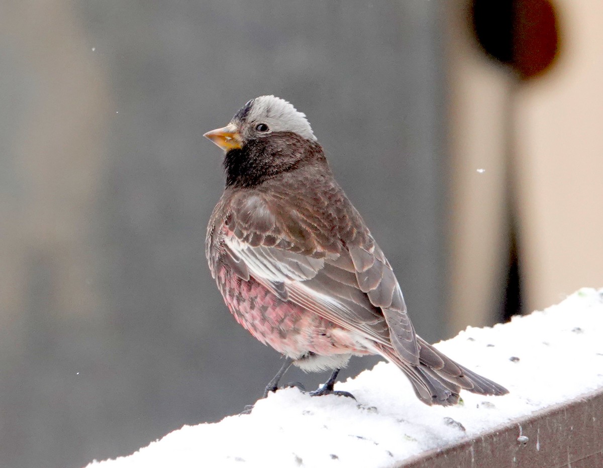 Gray-crowned Rosy-Finch (Gray-crowned) - ML616584437