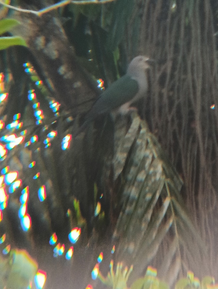 Green Imperial-Pigeon - Akshara Murali