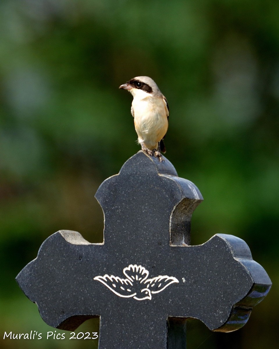 Brown Shrike - Murali Rajagopalan