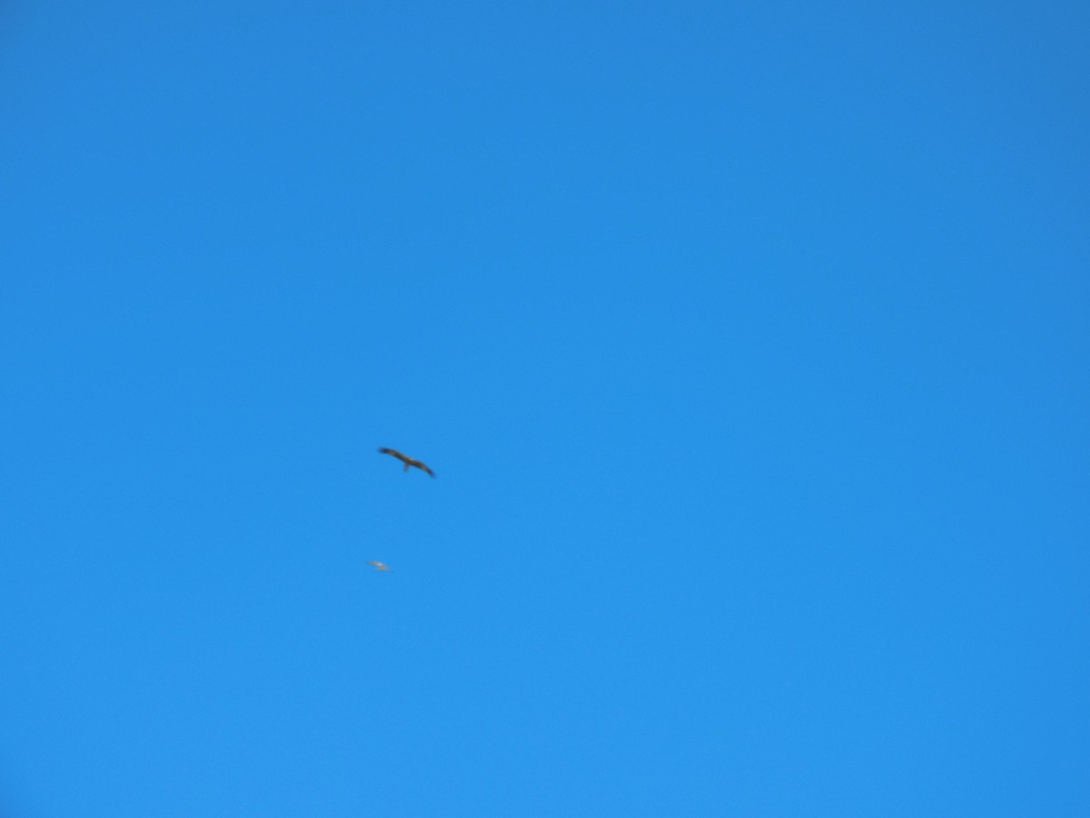 Black-breasted Kite - ML616584576