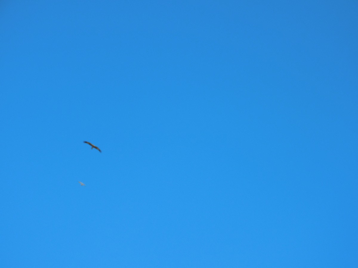 Black-breasted Kite - George Vaughan