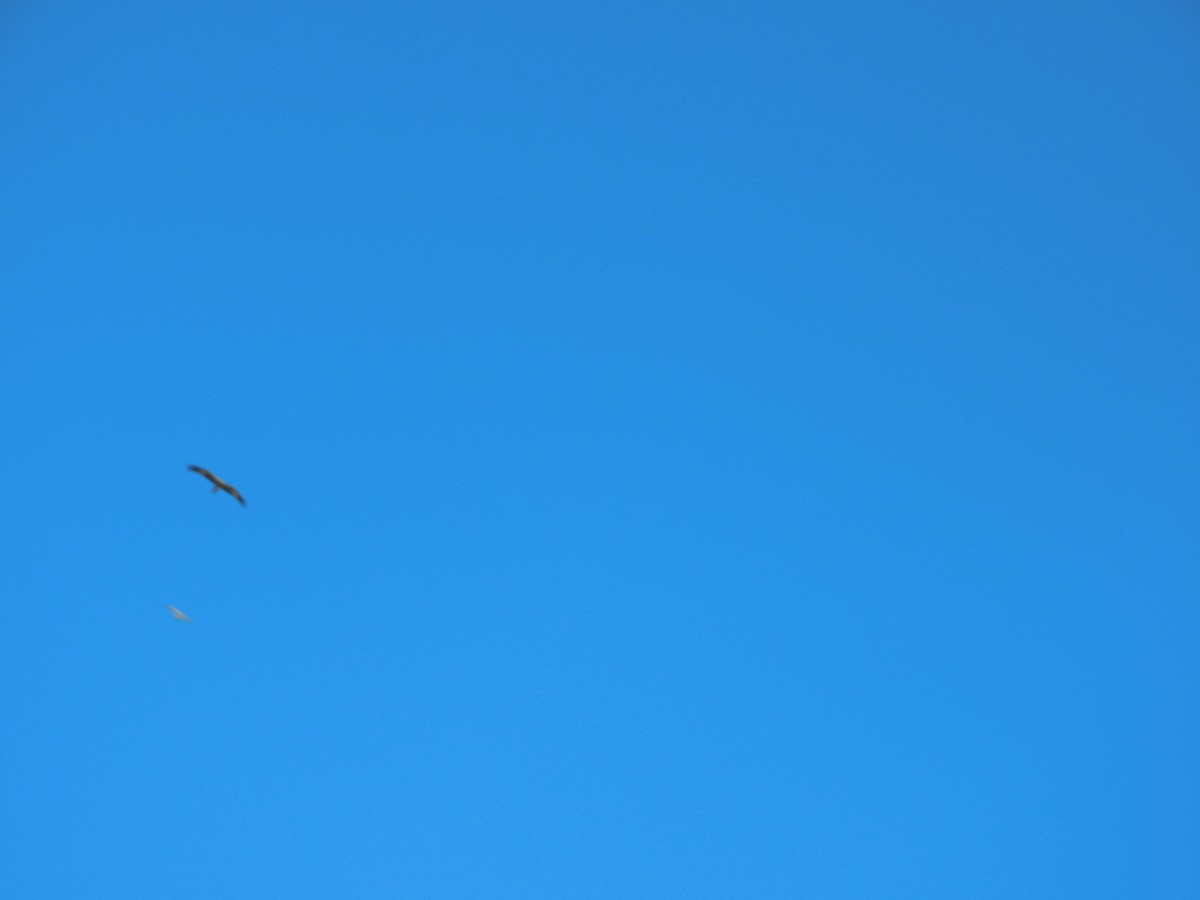 Black-breasted Kite - ML616584578