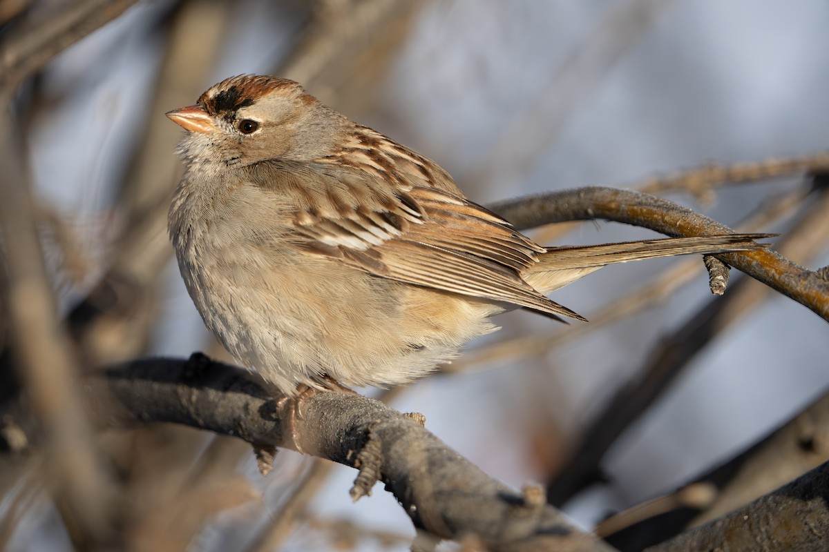 White-crowned Sparrow - ML616584599