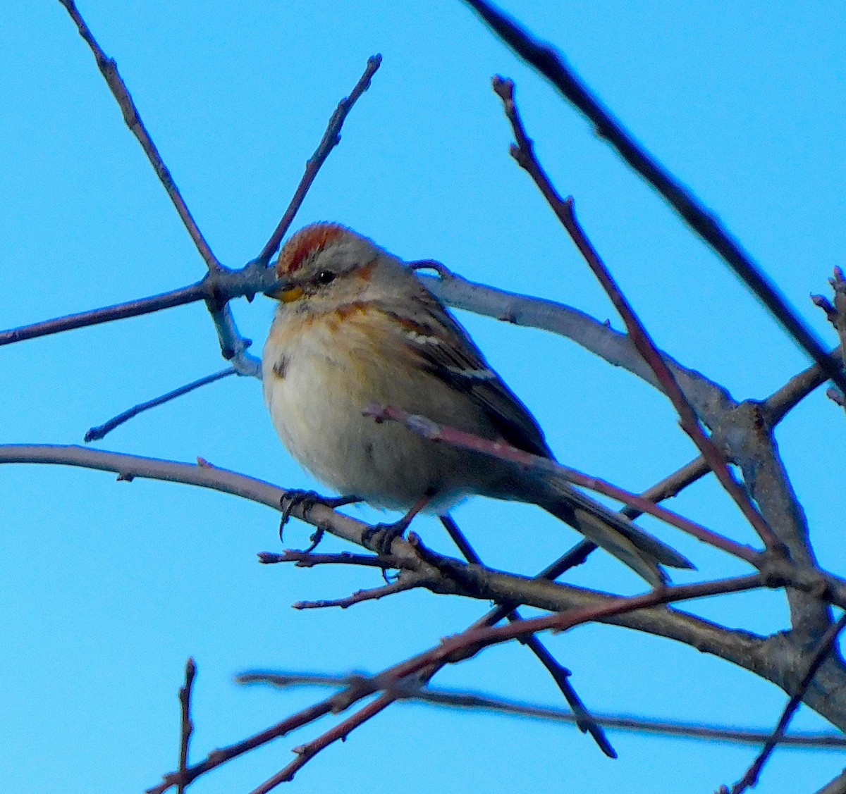 American Tree Sparrow - ML616584681