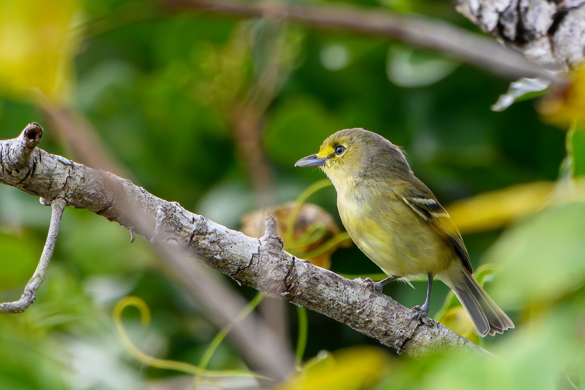 Thick-billed Vireo - ML616584701