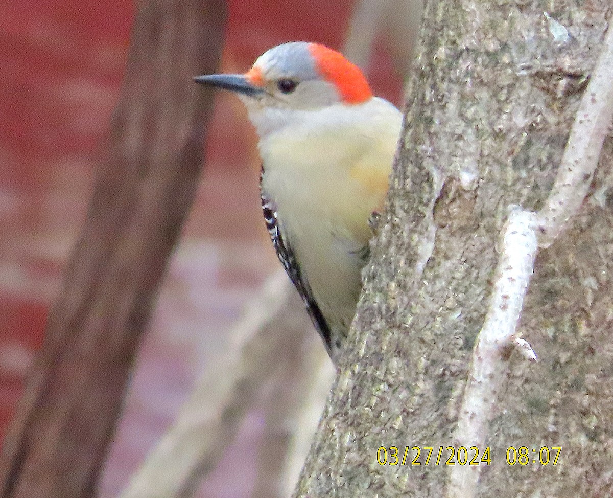 Red-bellied Woodpecker - ML616584719
