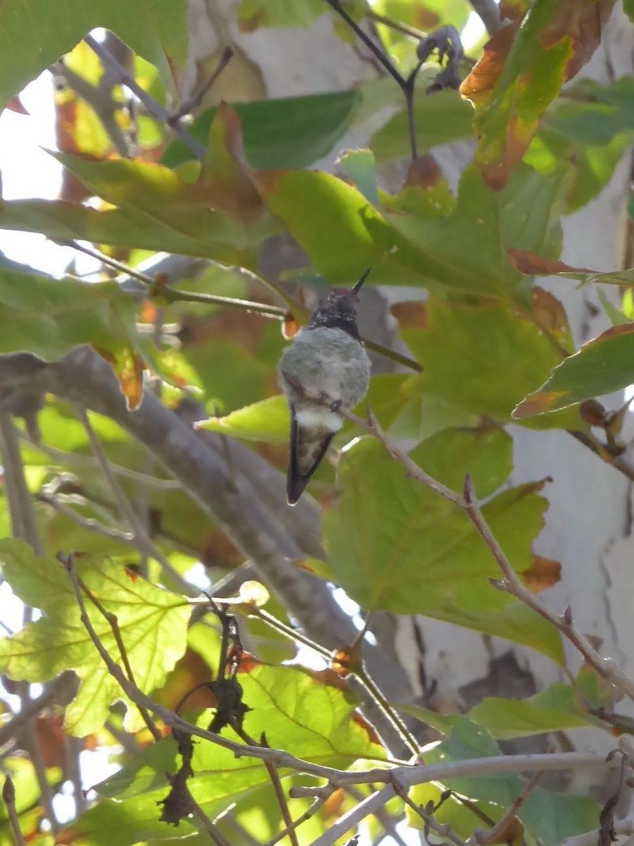 Anna's Hummingbird - ML616584741