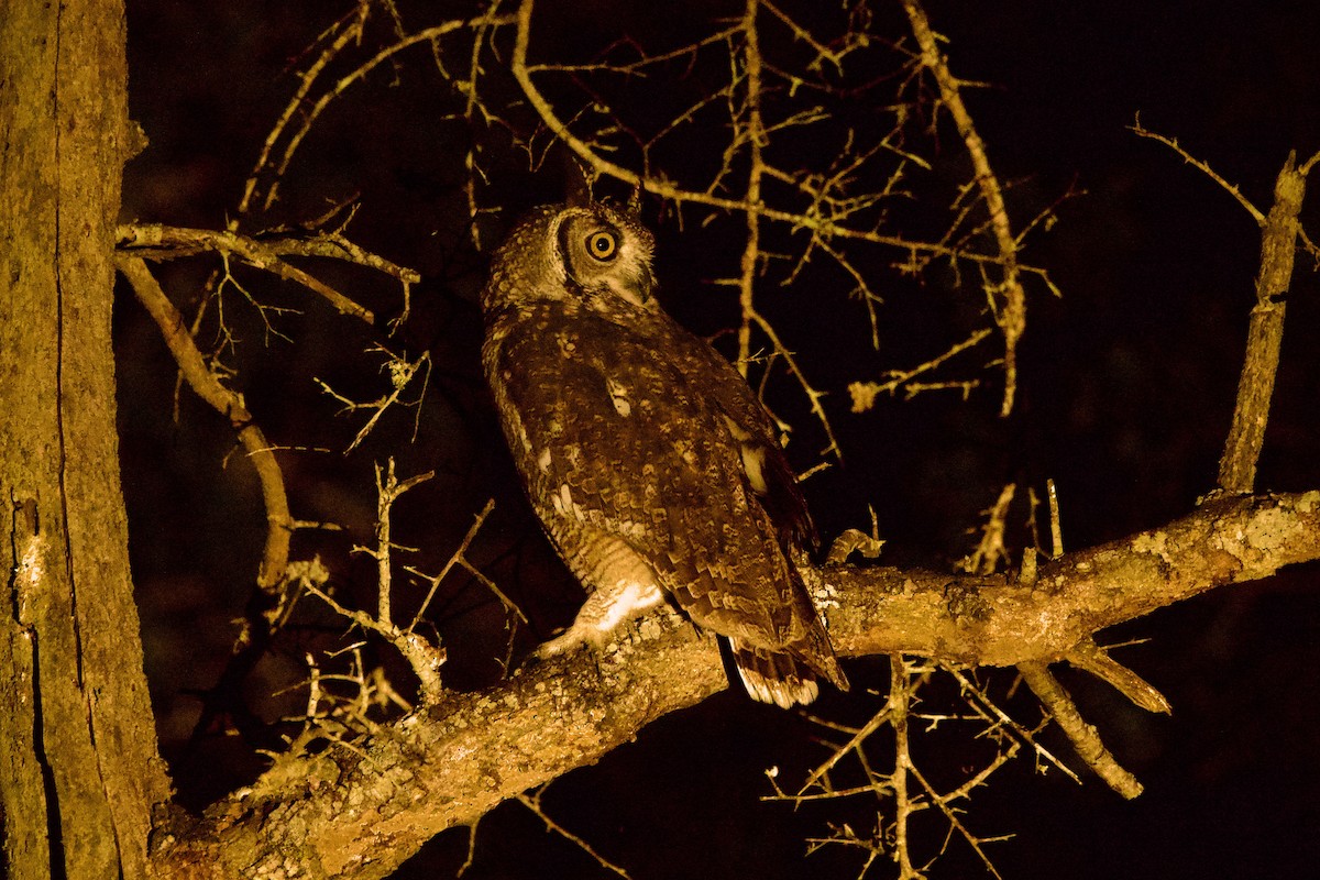 Spotted Eagle-Owl - ML616584749