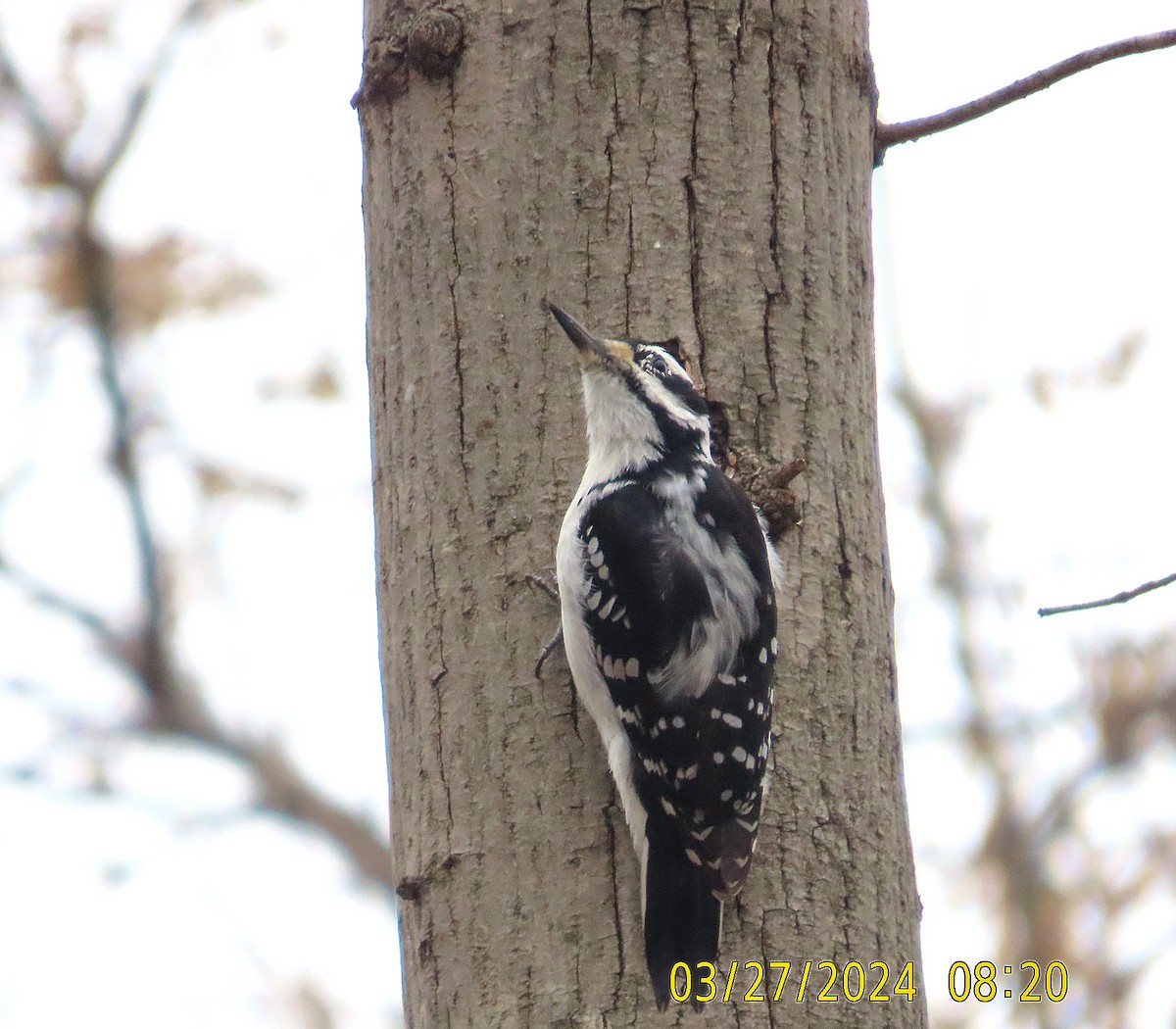 Hairy Woodpecker - ML616584752