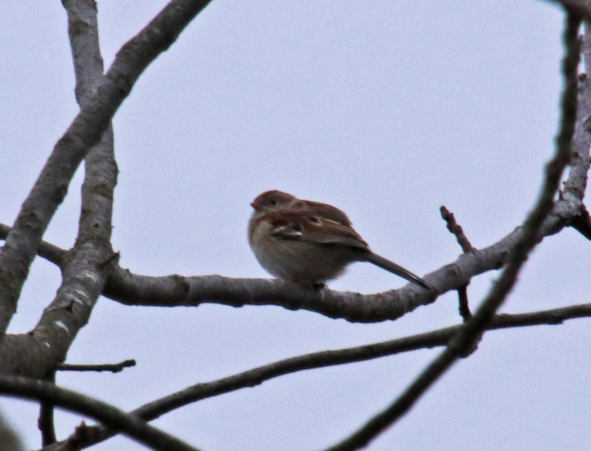 Field Sparrow - ML616584857