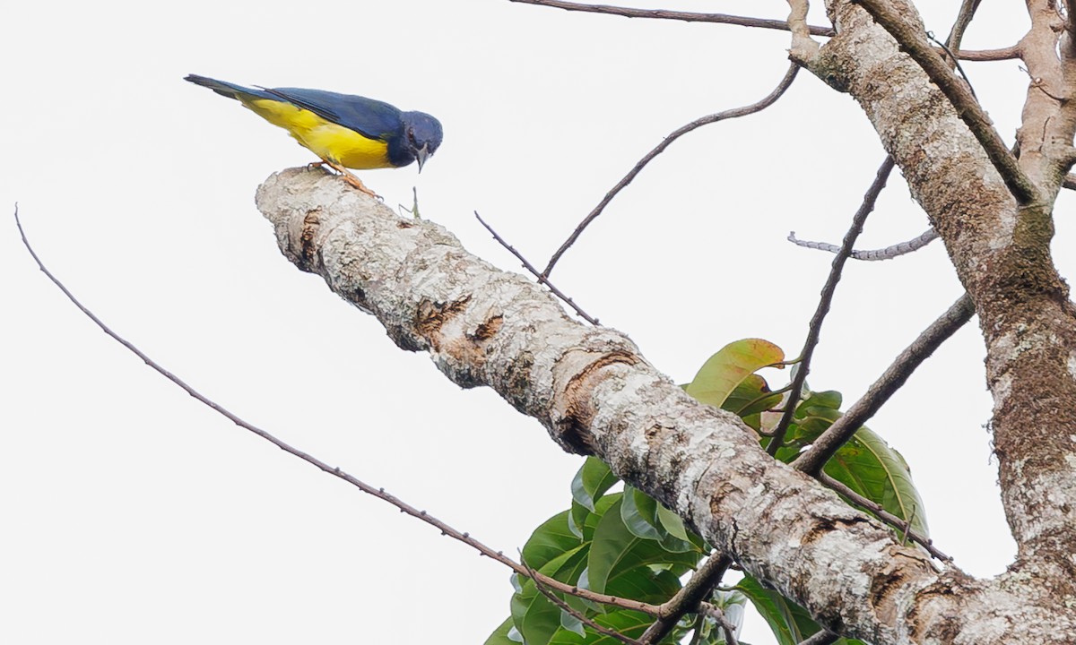 Blue-backed Tanager - ML616584860