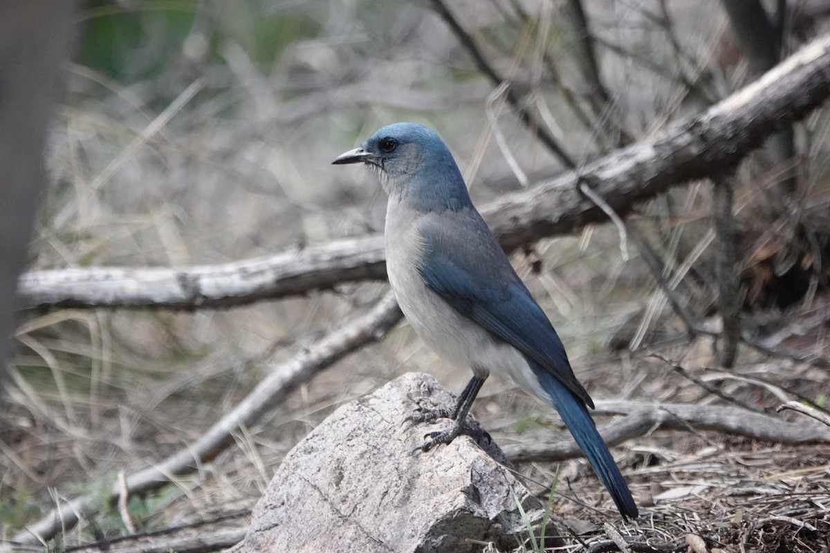 Mexican Jay - ML616584863