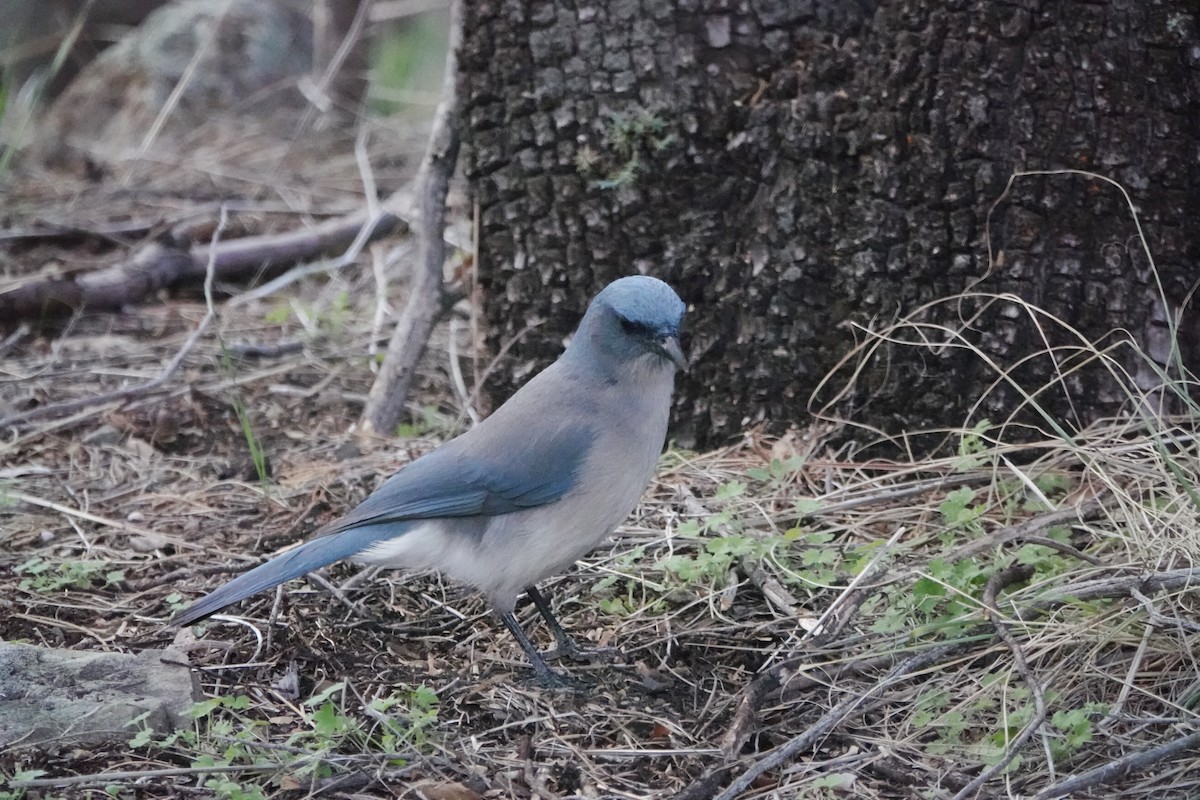 Mexican Jay - ML616584865