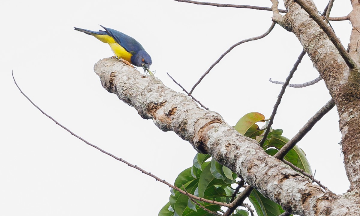 Blue-backed Tanager - ML616584871