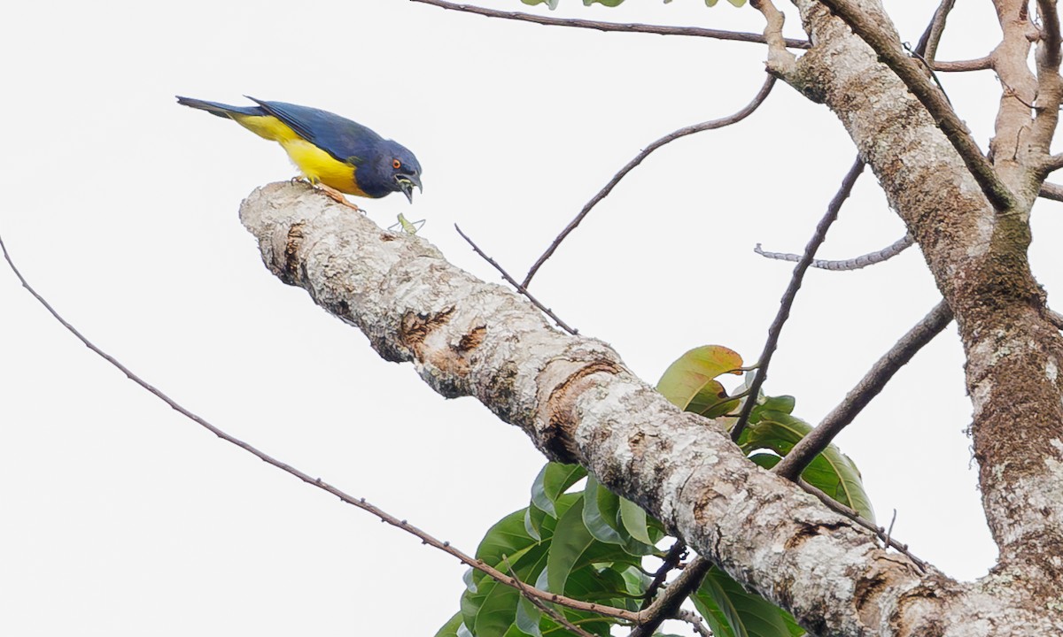 Blue-backed Tanager - ML616584874