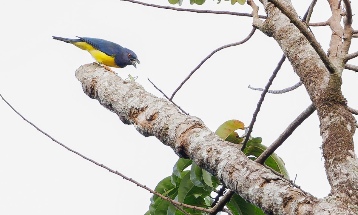 Blue-backed Tanager - ML616584877