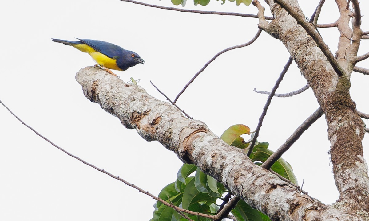 Blue-backed Tanager - ML616584880