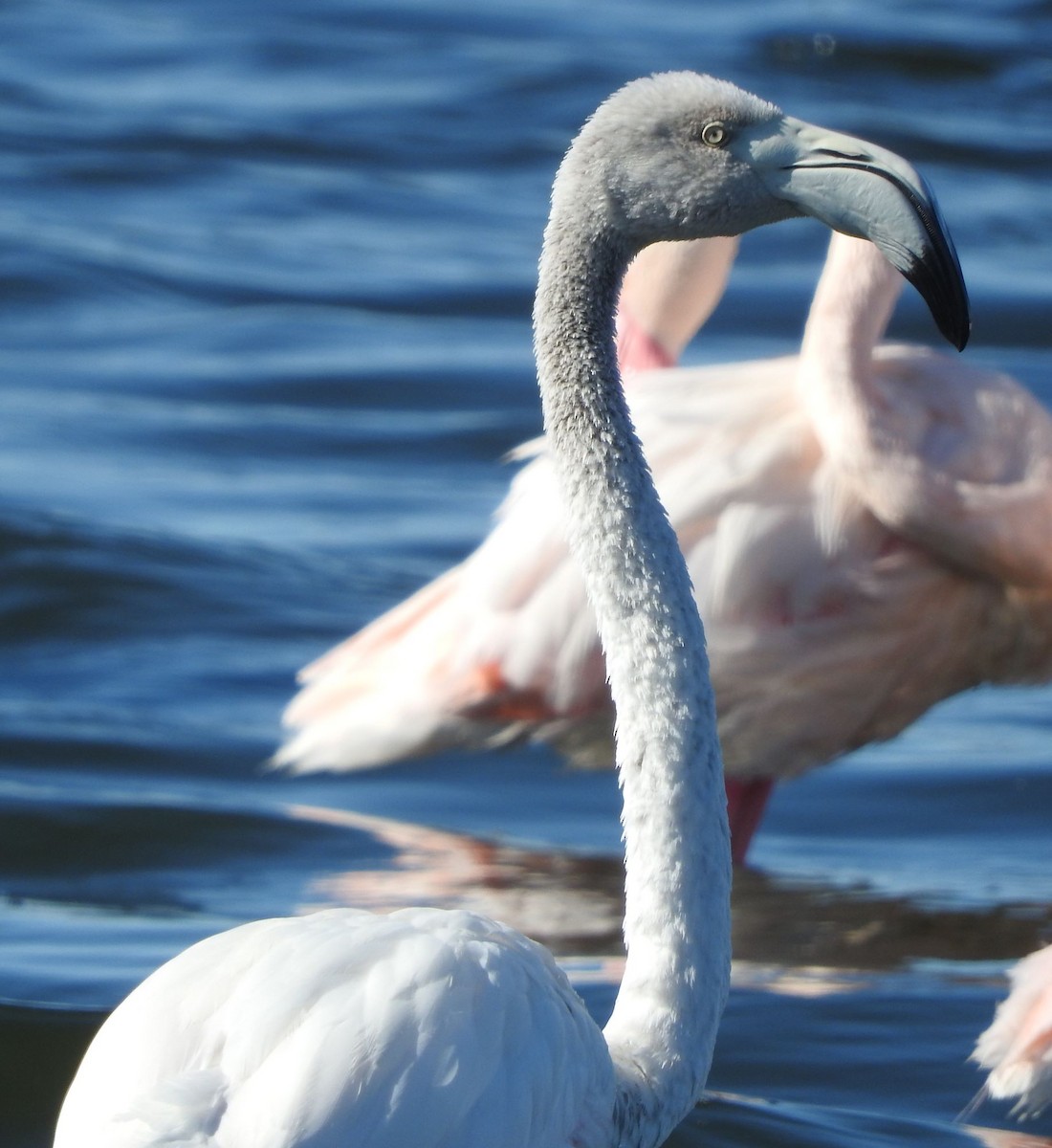 Greater Flamingo - ML616584978