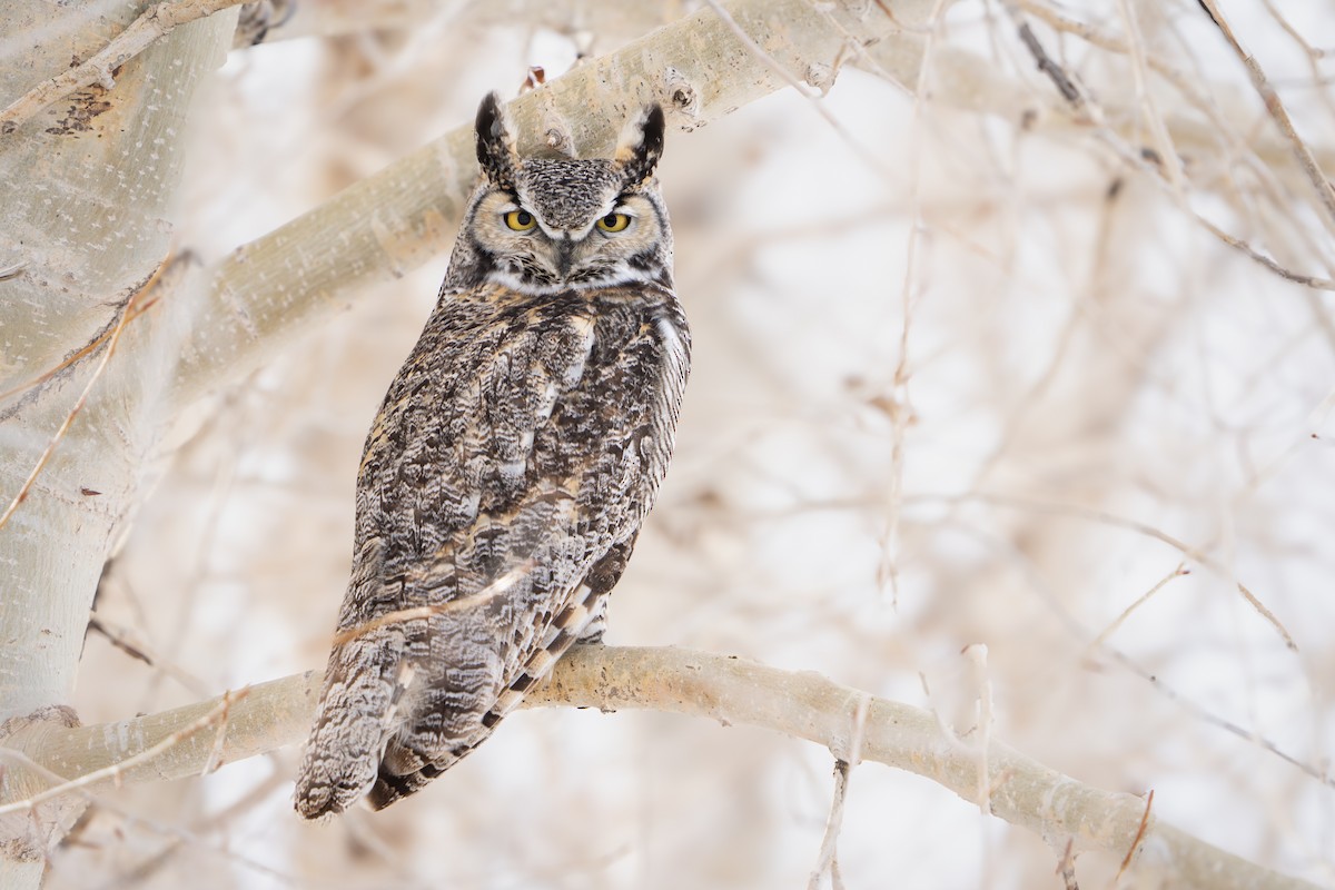 Great Horned Owl - ML616585082