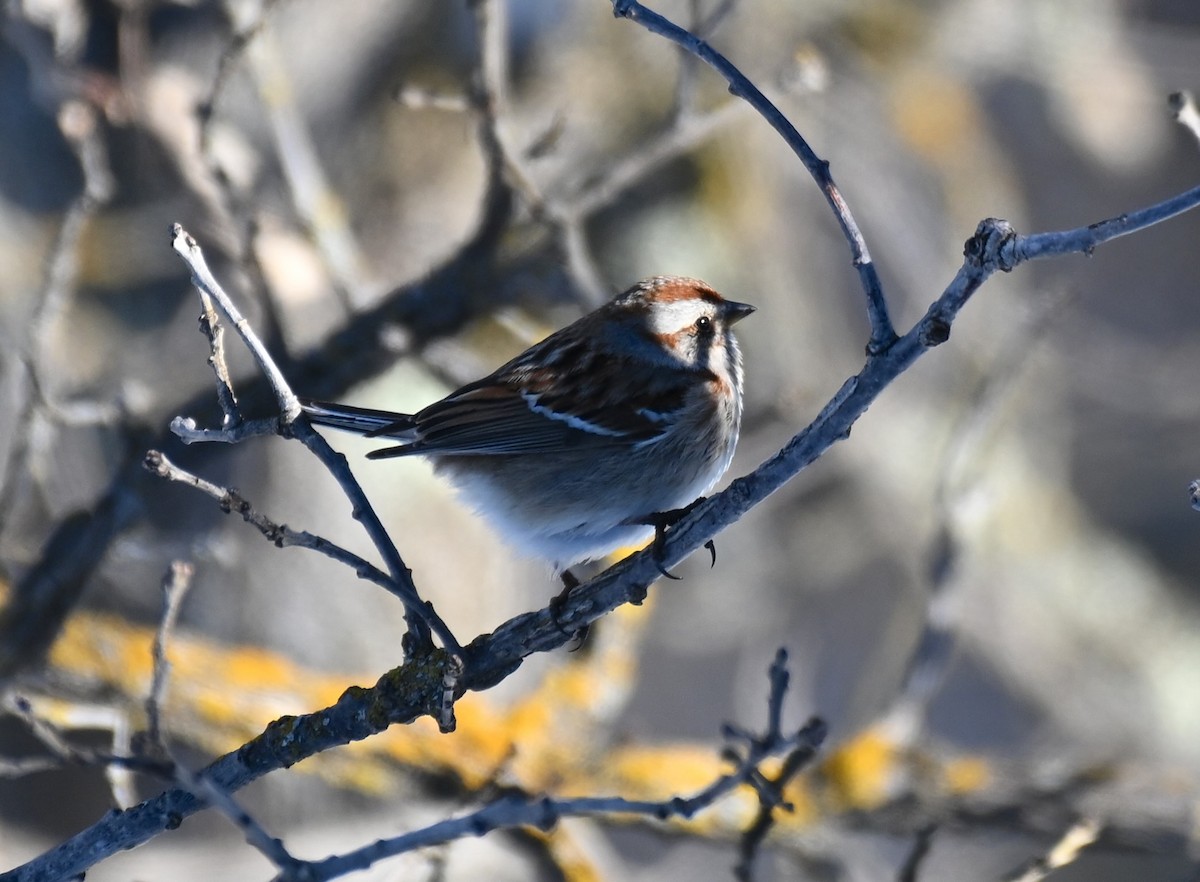 American Tree Sparrow - ML616585087