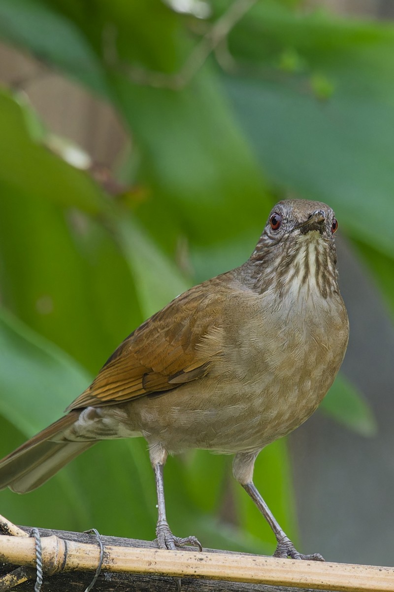 Pale-breasted Thrush - ML616585135