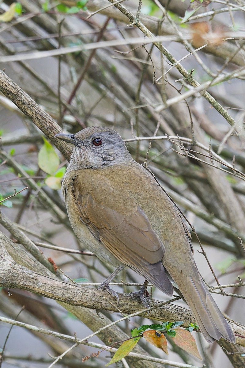 Pale-breasted Thrush - Gustavo Acerenza