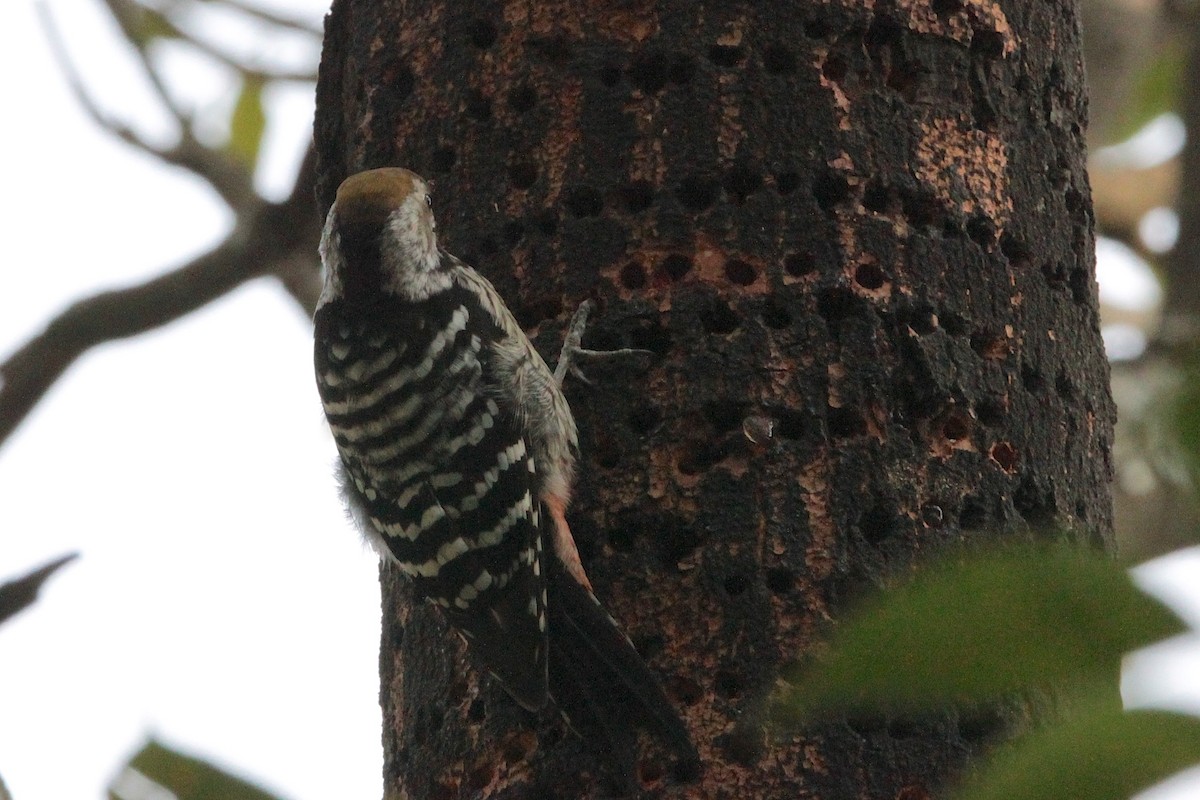 Brown-fronted Woodpecker - ML616585138