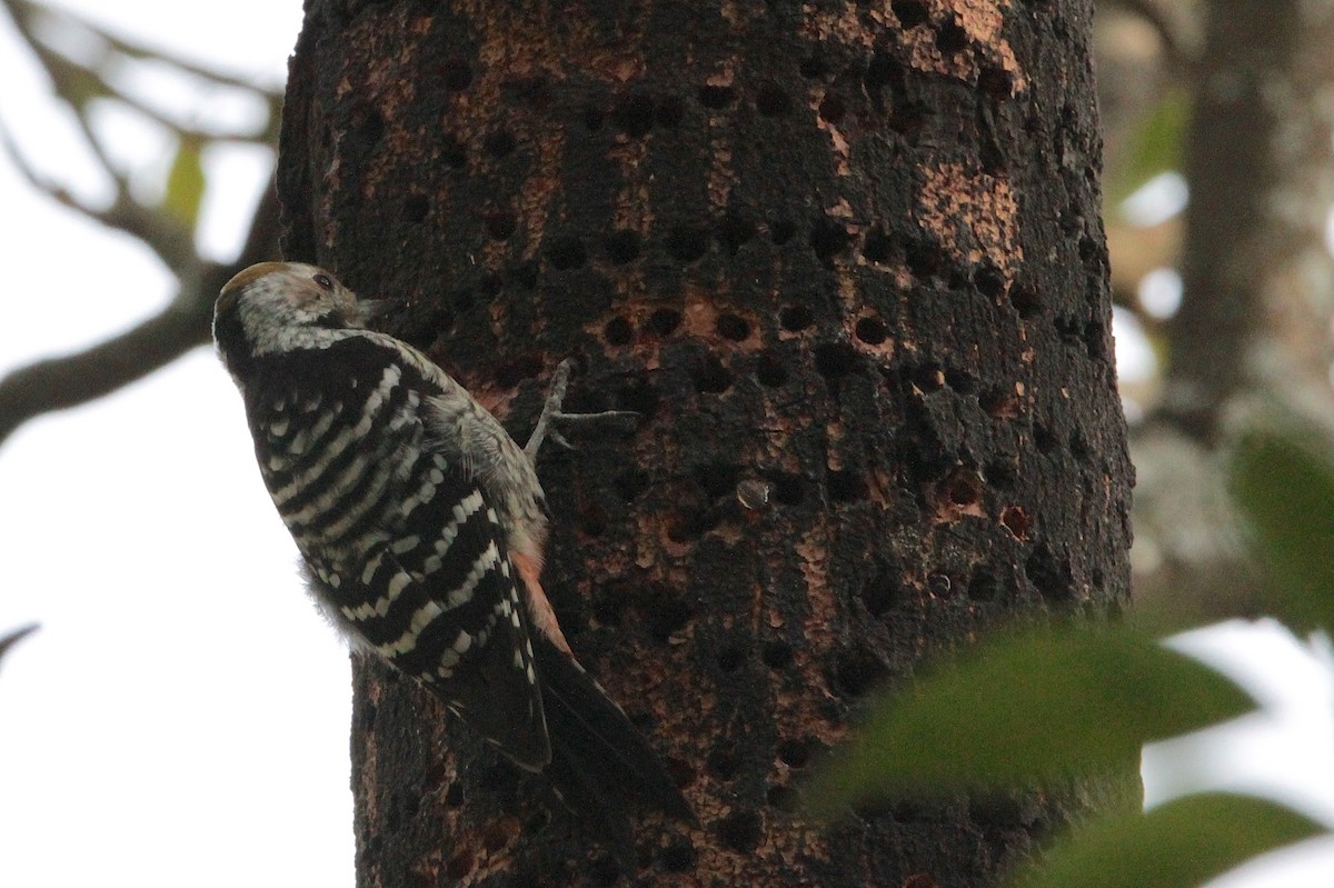 Brown-fronted Woodpecker - ML616585139