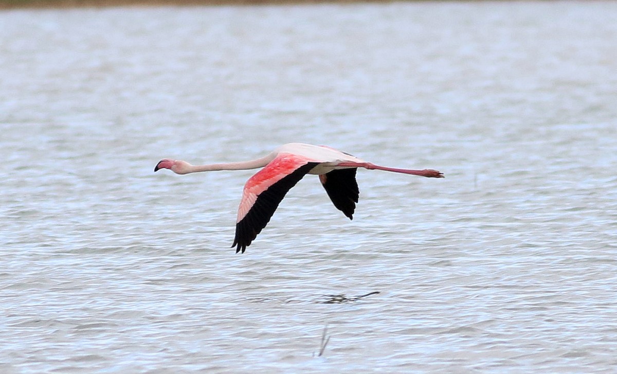 Greater Flamingo - Miguel García