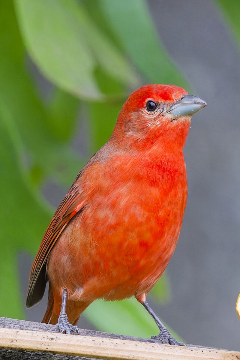 Hepatic Tanager - ML616585152