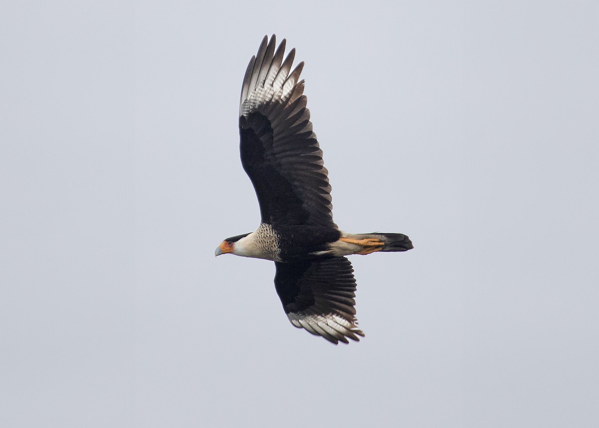 Crested Caracara - Liam Wolff